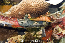 This juv. blacktip grouper (epinephelus fasciatus) has we... by Stephan Kerkhofs 